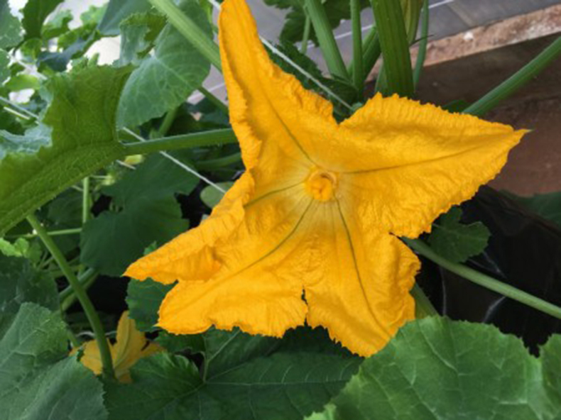 Secas podem reduzir valor calórico do néctar das flores em até 95%