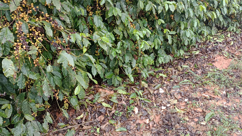 Lavouras de café danificadas pelo granizo? Confira orientações para a recuperação