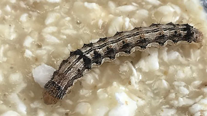 Lagarta-helicoverpa (Helicoverpa armigera) abriga fungos capazes de degradar isopor